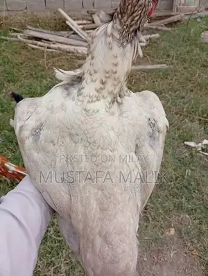 iske alava bhi available hai
