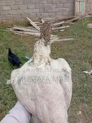 iske alava bhi available hai