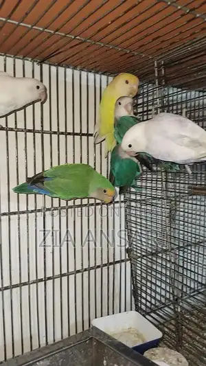 Photo - Lovebirds for sale