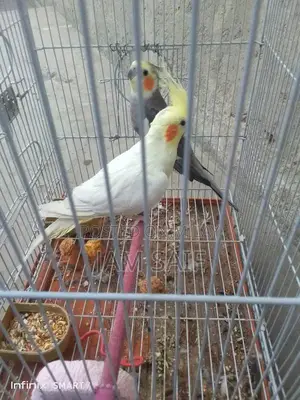 Photo - Cocktail pair for sale