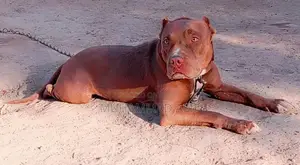 Photo - American pitbull for sale