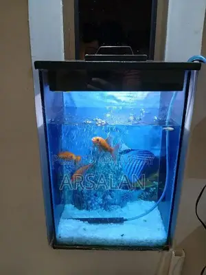 Photo - Aquarium with 5 Goldfish