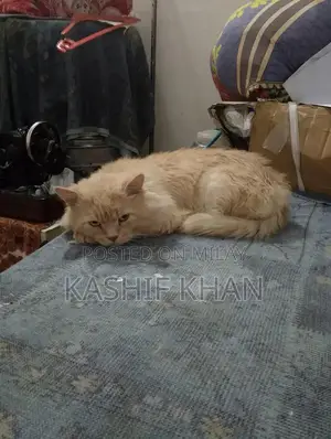Photo - Golden color Persian Male cat