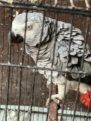 Photo - African Grey