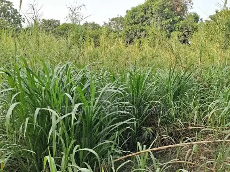 Super Napier Grass for Sale