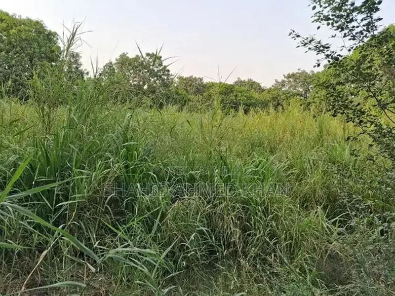 Super Napier Grass for Sale