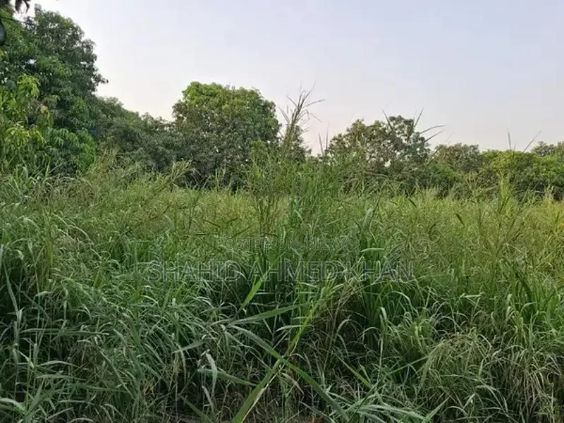 Super Napier Grass for Sale