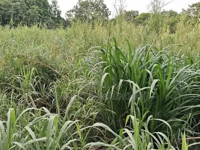 Super Napier Grass for Sale