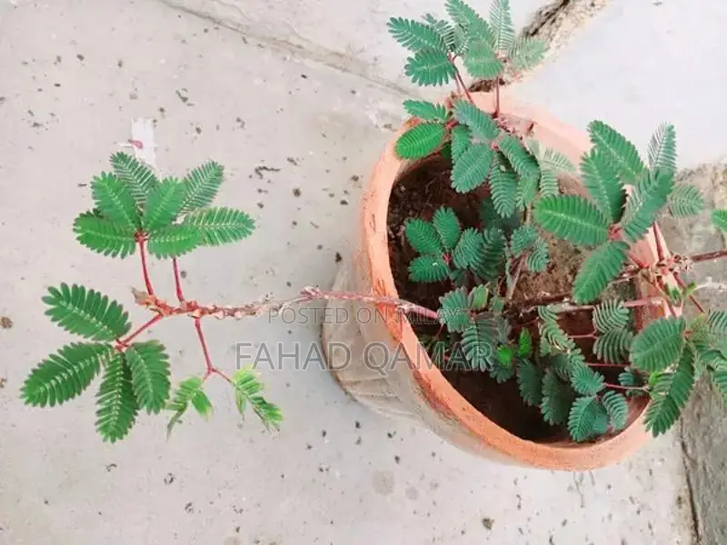 Touch me not plant