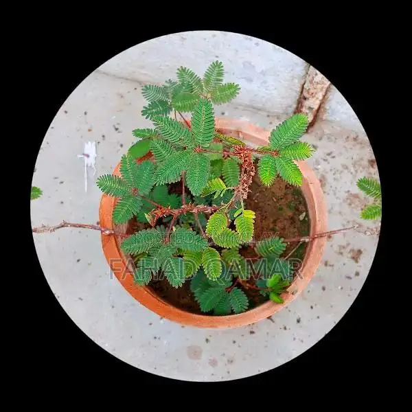Touch me not plant