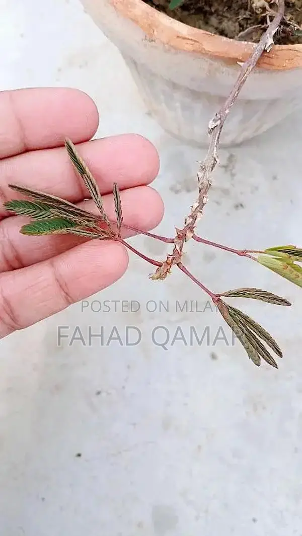 Touch me not plant