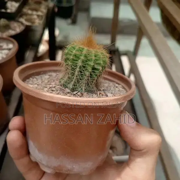 parodia magnifica available for sale whatsapp number