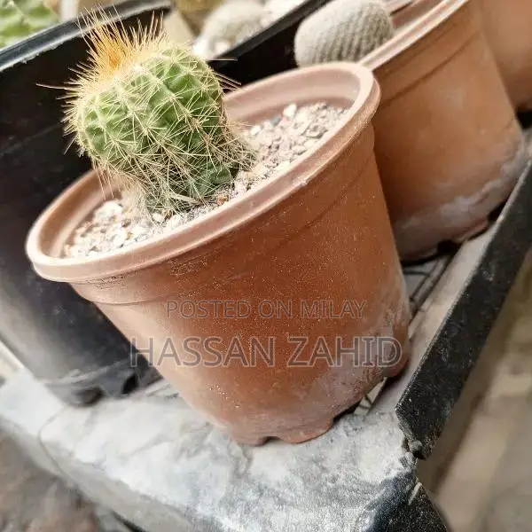 parodia magnifica available for sale whatsapp number