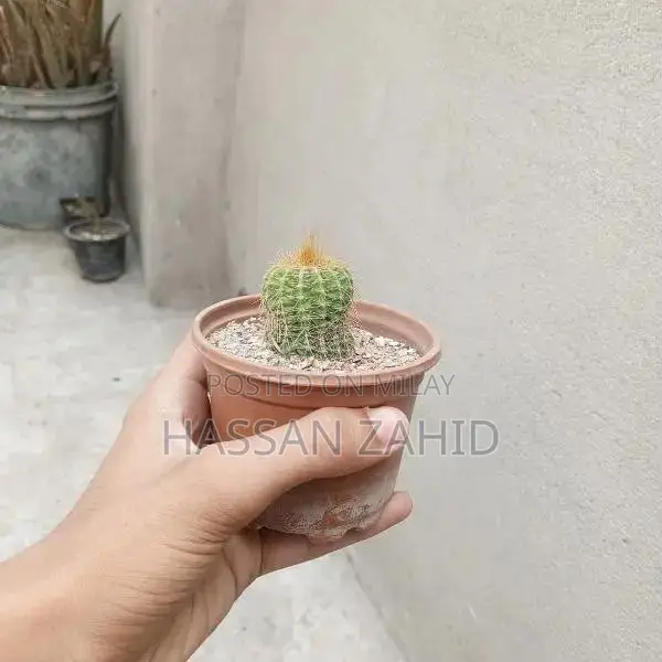 parodia magnifica available for sale whatsapp number