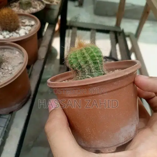 parodia magnifica available for sale whatsapp number