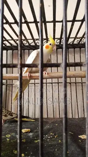 Photo - Red eyis male coman wait gray fimale ha blach ayes Bred pr a