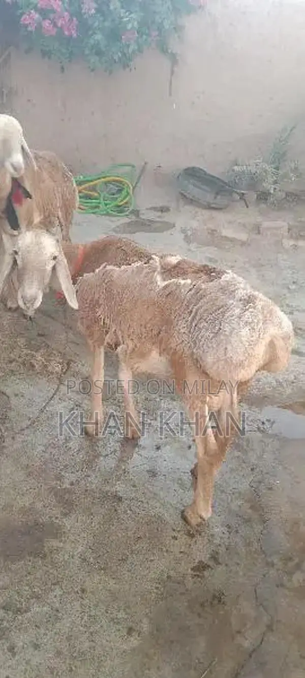 Dumba |  Sheep |  Best Dumba ||  Layla |
