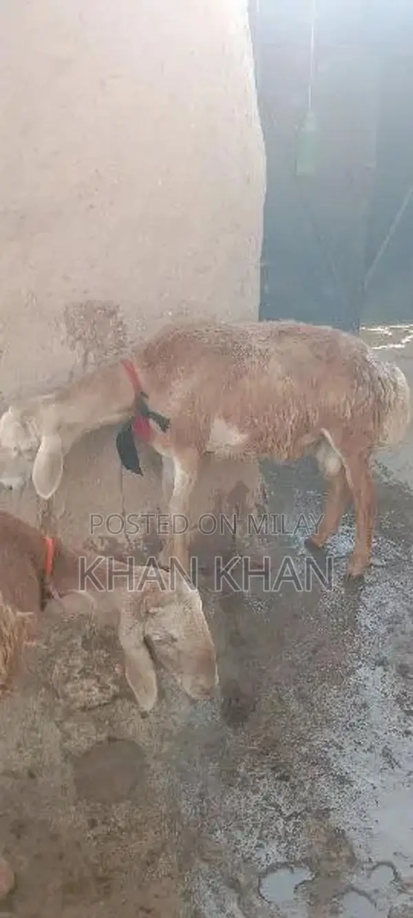 Dumba |  Sheep |  Best Dumba ||  Layla |
