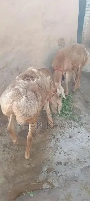 Dumba |  Sheep |  Best Dumba ||  Layla |
