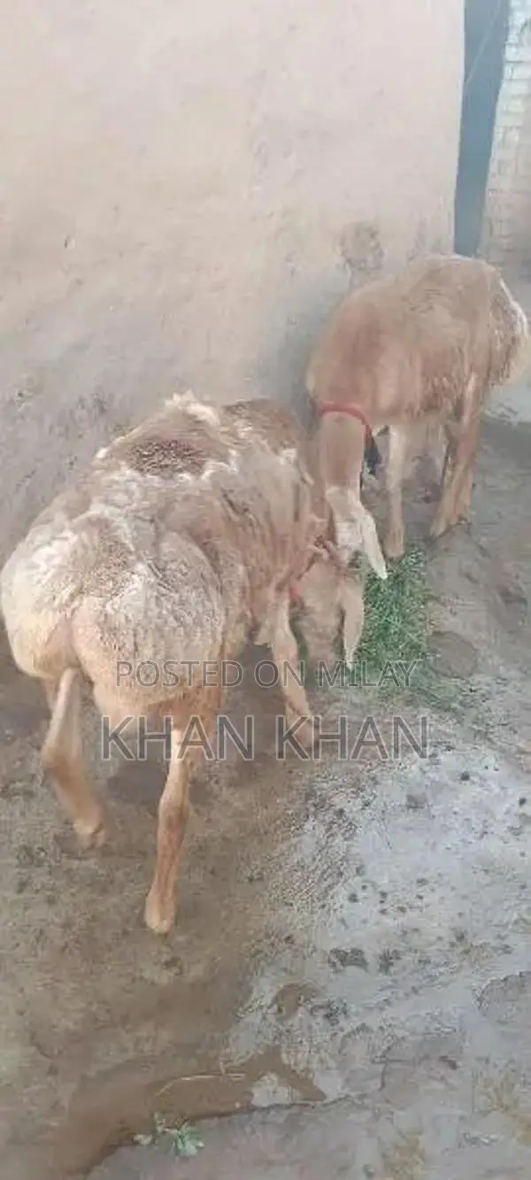 Dumba |  Sheep |  Best Dumba ||  Layla |