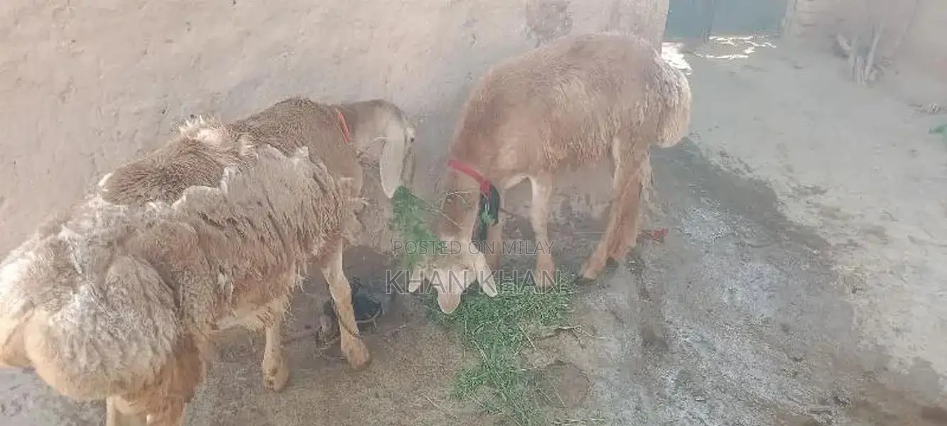 Dumba |  Sheep |  Best Dumba ||  Layla |
