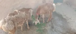 Dumba |  Sheep |  Best Dumba ||  Layla |