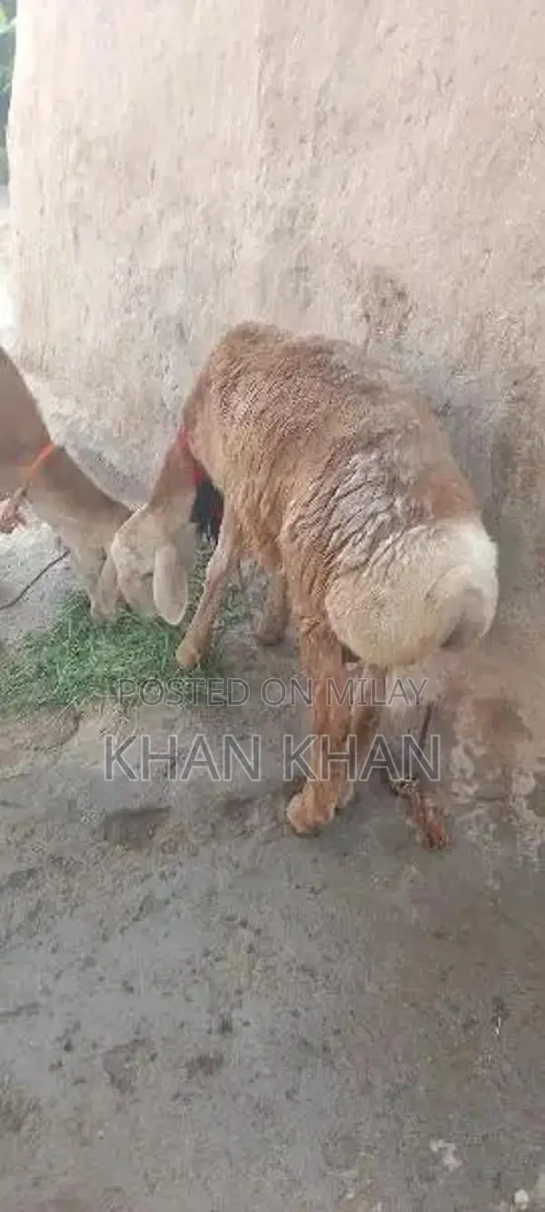 Dumba |  Sheep |  Best Dumba ||  Layla |