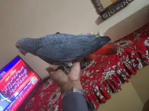 Photo - African grey salf DNA k sath male