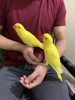 Photo - Yellow ringneck parrots