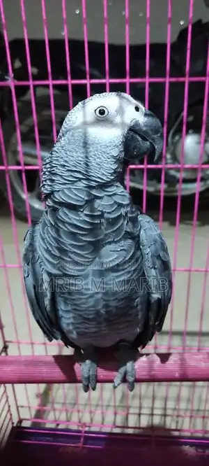 Photo - grey parrot for sale