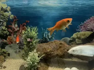 Photo - Aquarium fishes