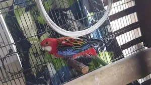 Photo - Yellow Ringneck & Rozella