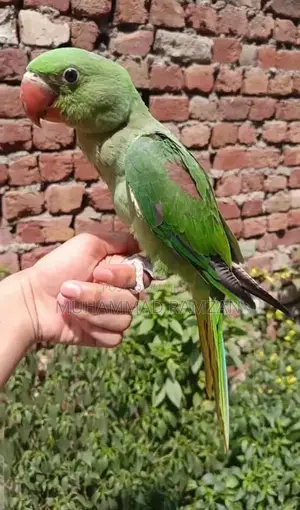 Photo - raw parrot baby 3 months old