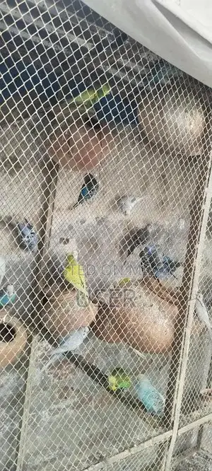 Photo - Australian Breeder Pair