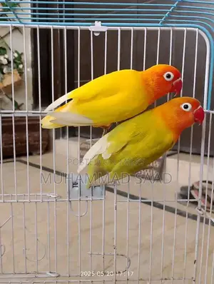 Photo - Beautiful Latino Lovebird Pair – Vibrant Orange & Yellow Mix