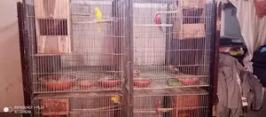 Photo - Ma Sha ALLAH whole set-up of breeder pairs