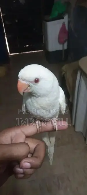 Photo - red eyes parrot ringneck