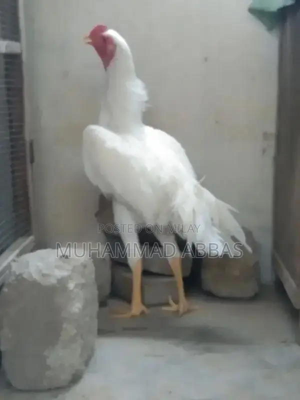 White O shamo male