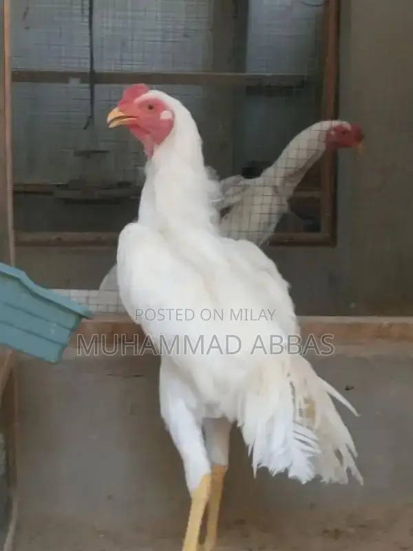 White O shamo male