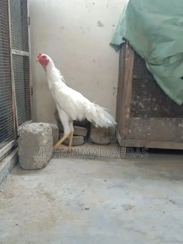 White O shamo male