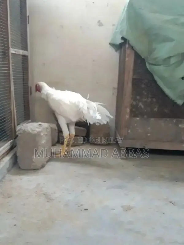 White O shamo male
