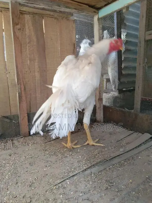 White O shamo male