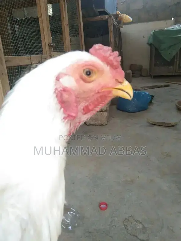 White O shamo male