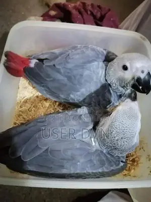 Photo - African grey parrot chicks for sale
