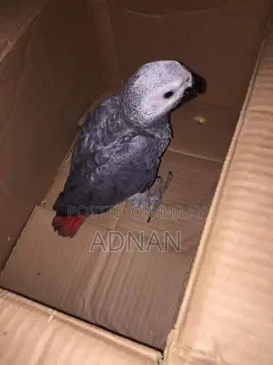 Photo - Affrican congo grey chicks