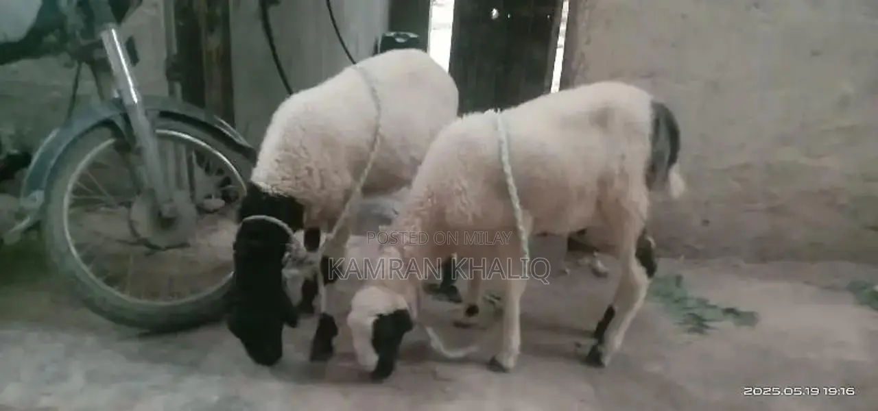 2 dumbay 6 sa 7 month k ha jori 55000 ]