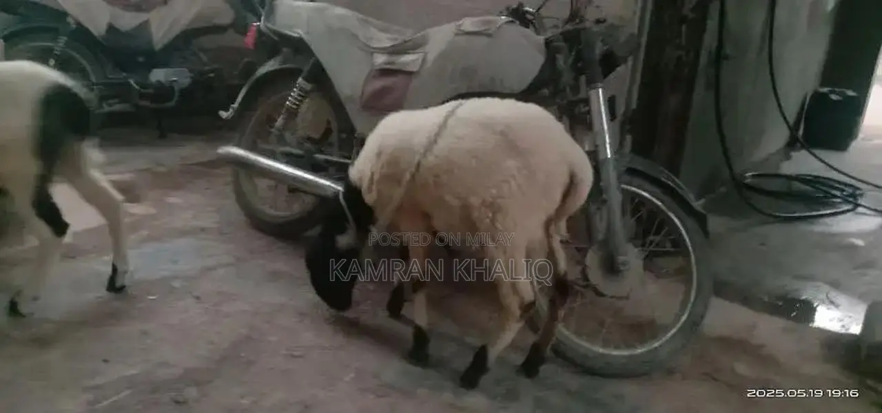 2 dumbay 6 sa 7 month k ha jori 55000 ]
