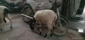 2 dumbay 6 sa 7 month k ha jori 55000 ]