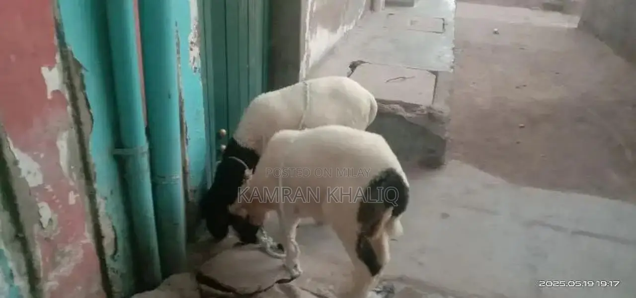 2 dumbay 6 sa 7 month k ha jori 55000 ]
