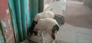 2 dumbay 6 sa 7 month k ha jori 55000 ]